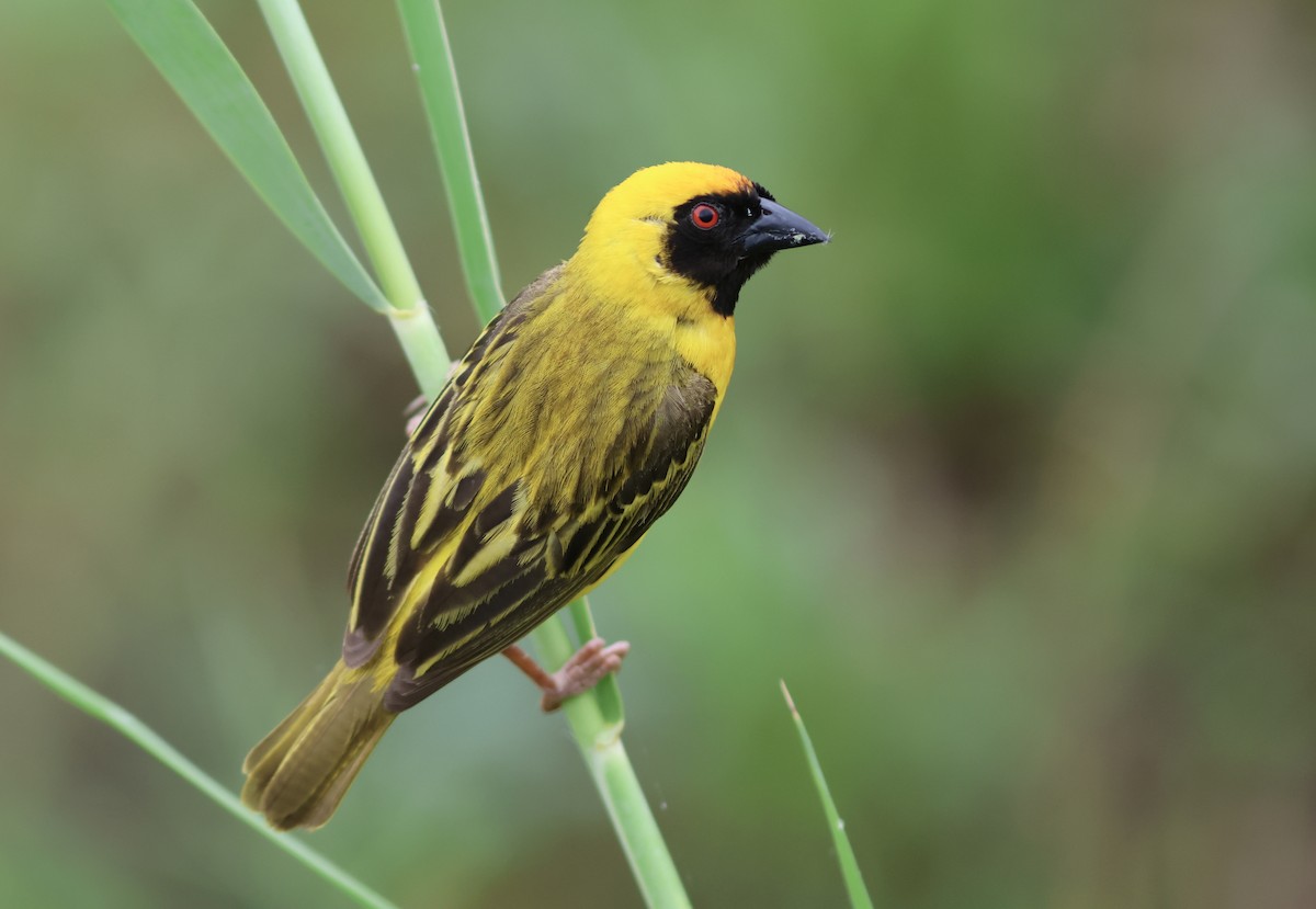 Southern Masked-Weaver - ML652662002