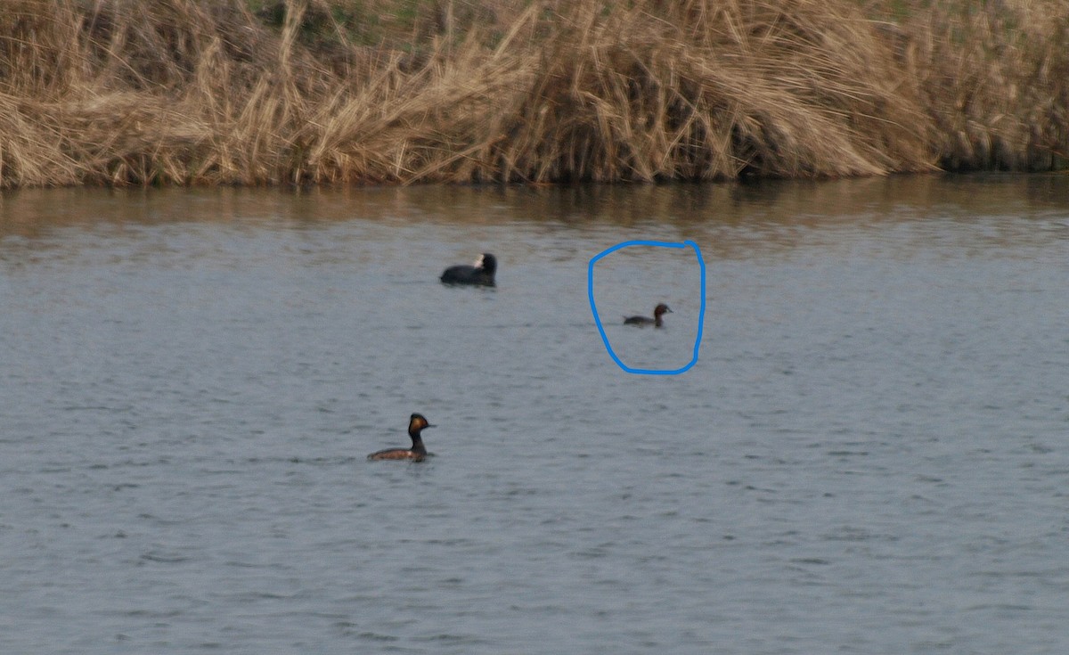 小鸊鷉 - ML652662003