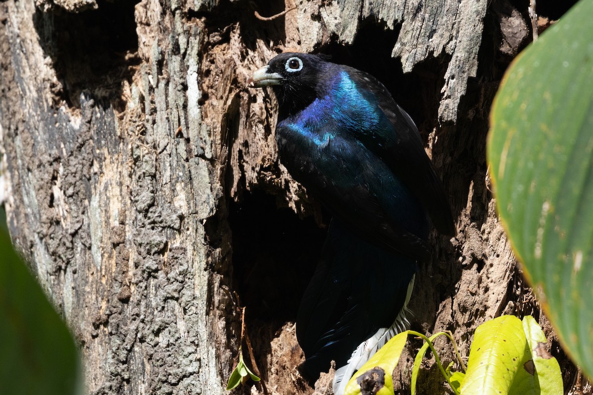 Baird's Trogon - ML652662004