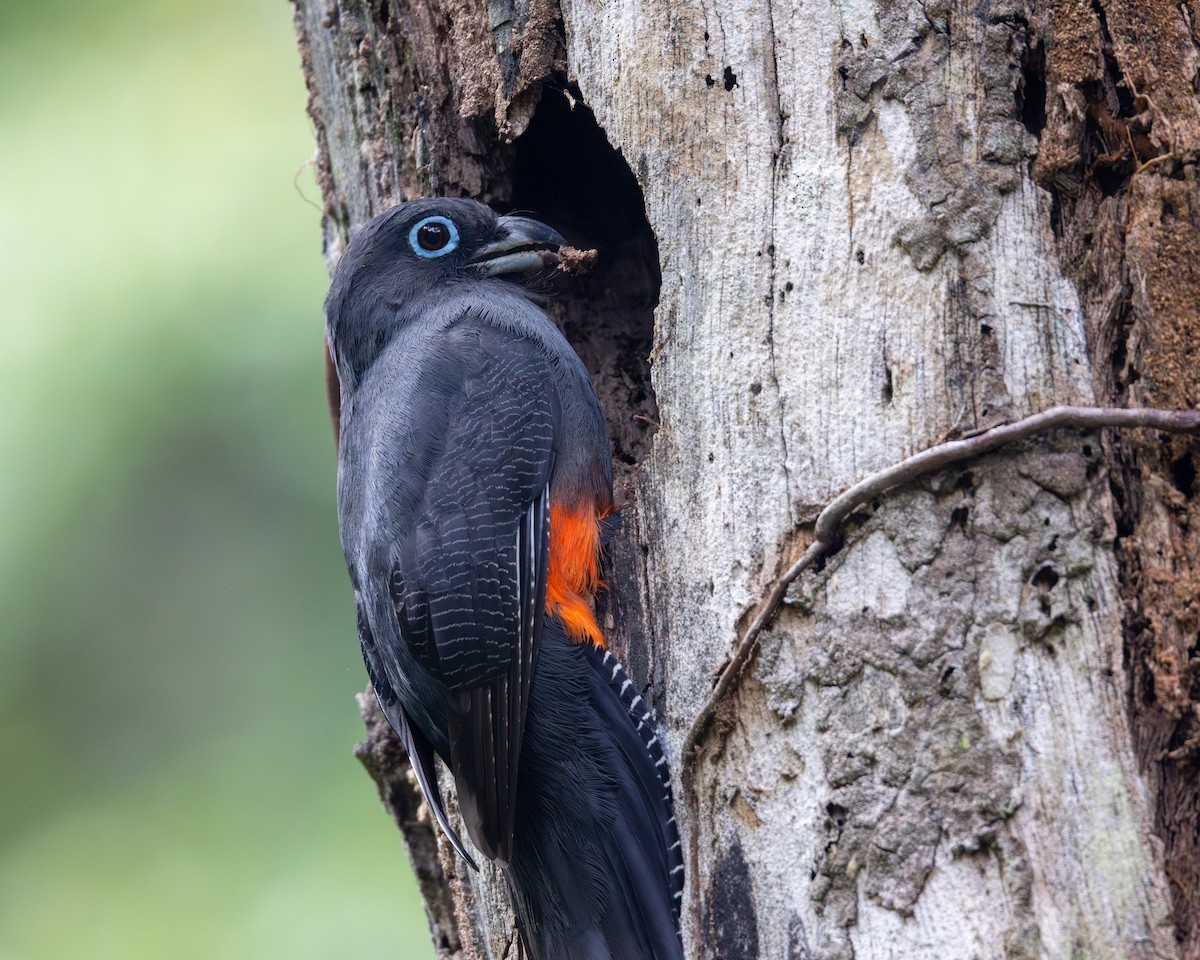 Baird's Trogon - ML652662005
