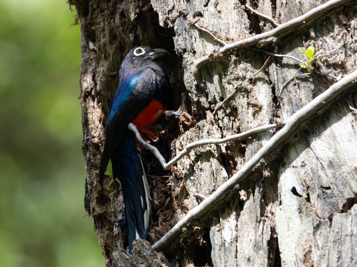 Baird's Trogon - ML652662006