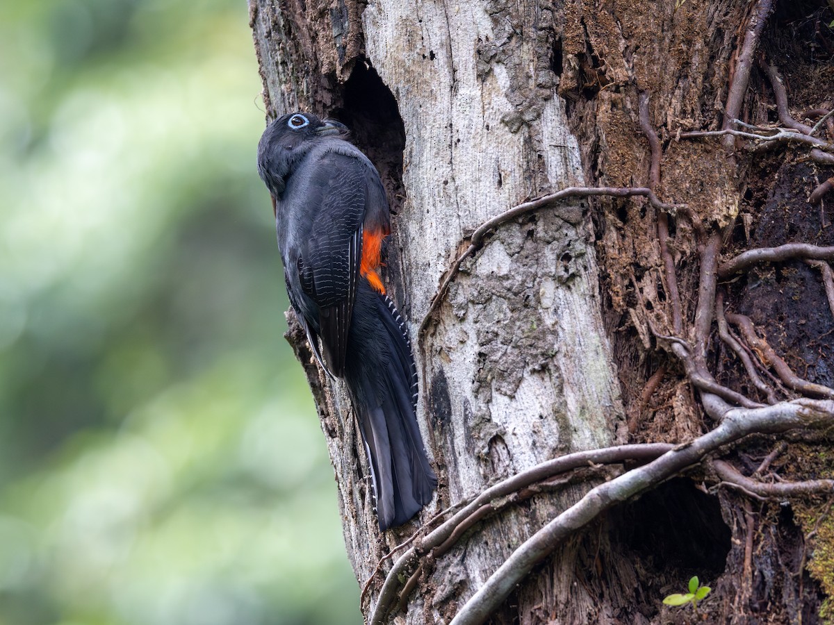 Baird's Trogon - ML652662007