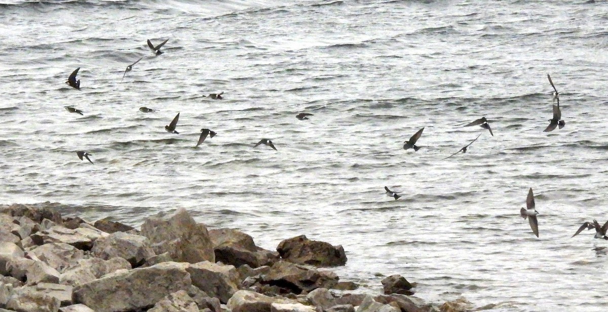 Violet-green Swallow - ML652662008