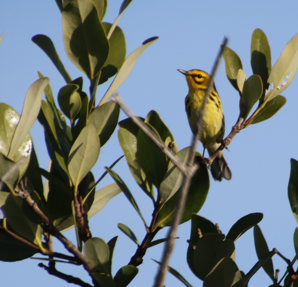 Prairie Warbler - ML652662009