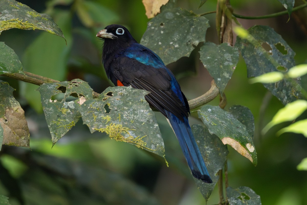 Baird's Trogon - ML652662010