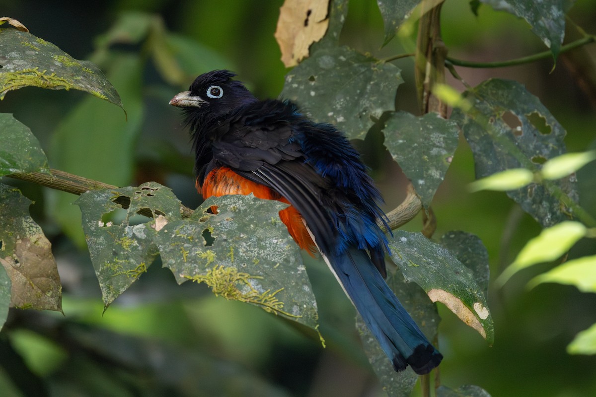 Baird's Trogon - ML652662011