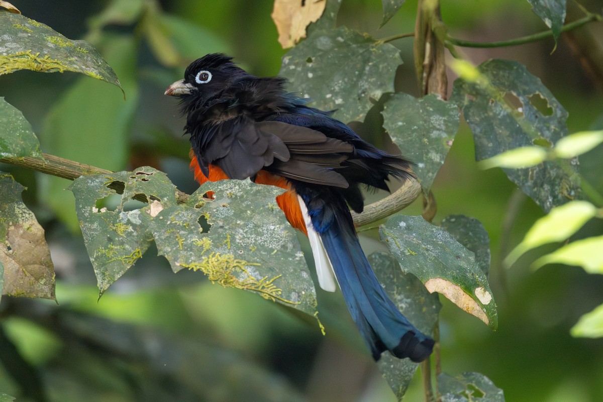 Baird's Trogon - ML652662012