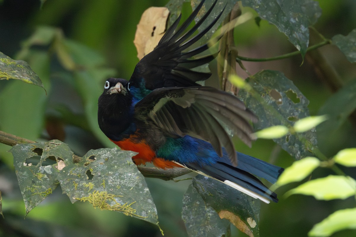 Baird's Trogon - ML652662013