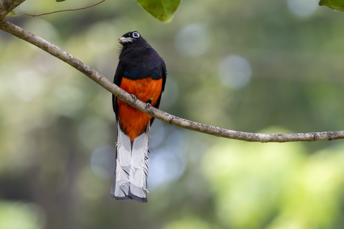 Baird's Trogon - ML652662014