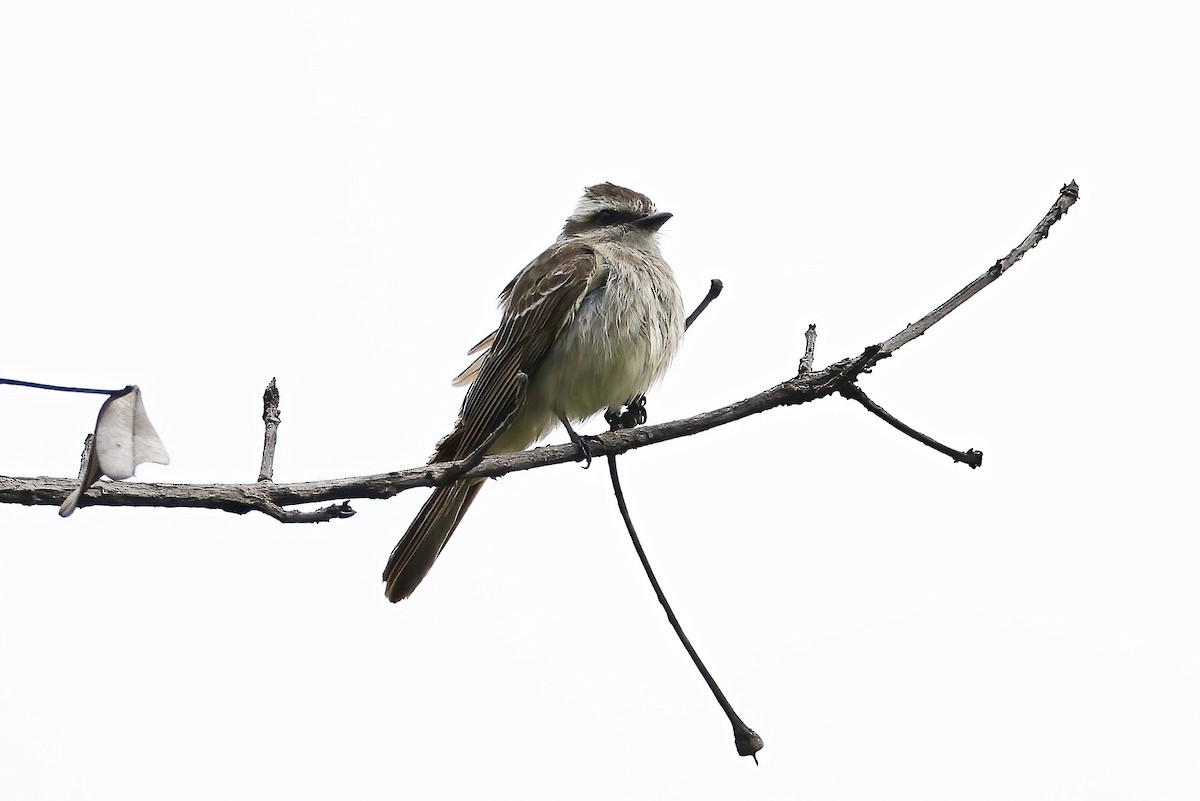 Variegated Flycatcher - ML652662015
