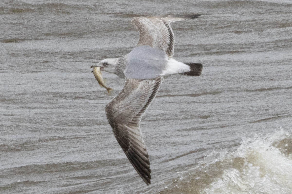 American Herring Gull - ML652662016