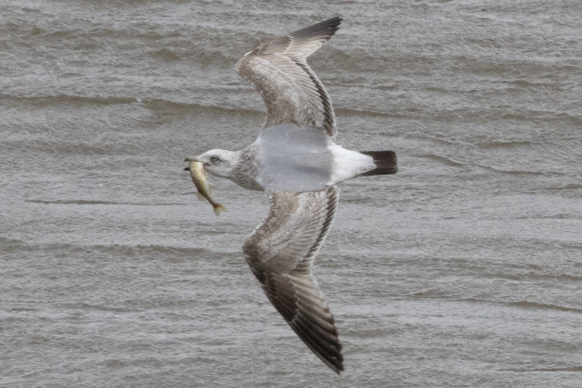 American Herring Gull - ML652662017