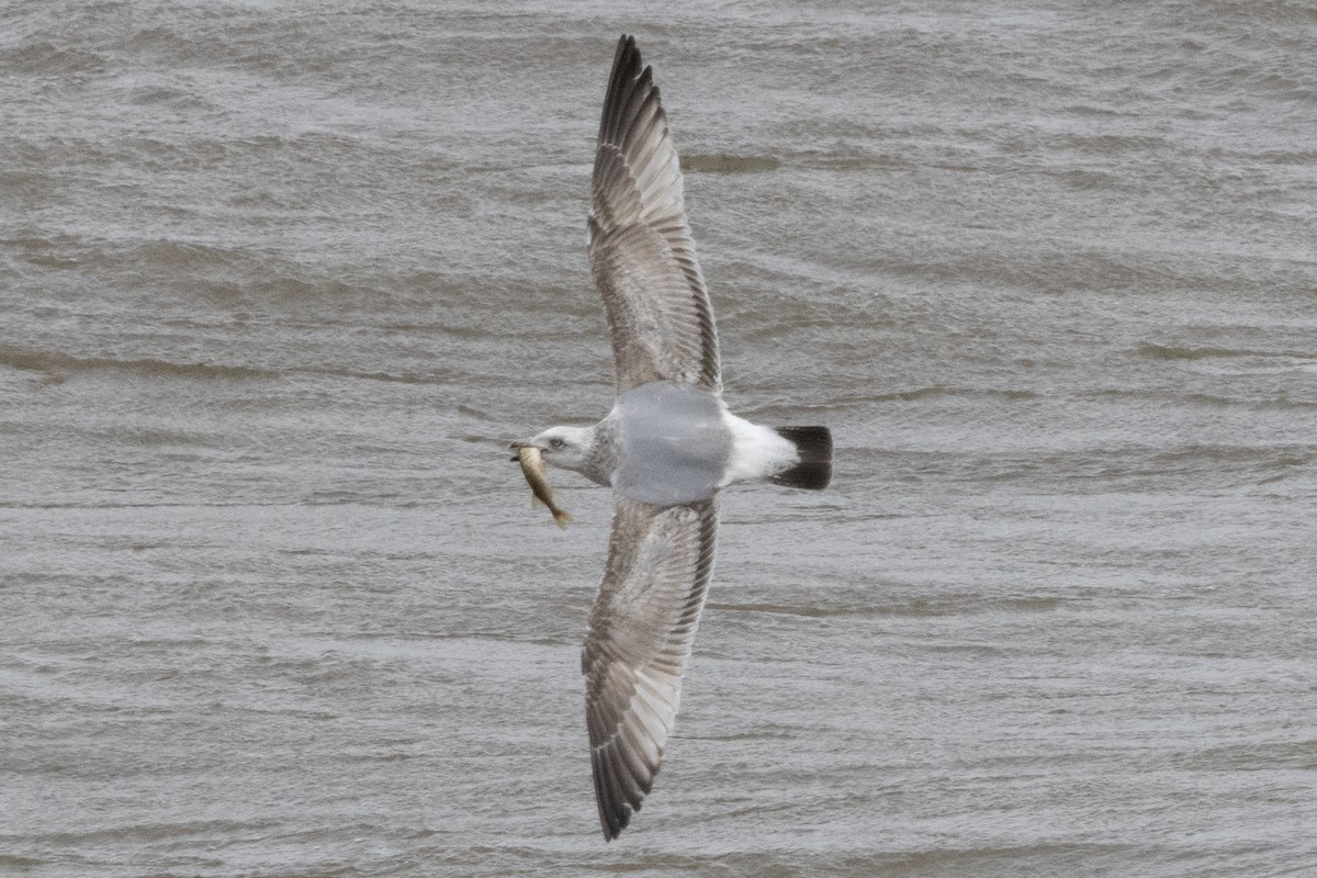 American Herring Gull - ML652662018