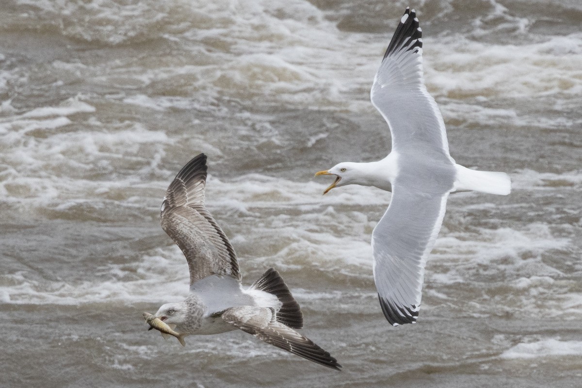 American Herring Gull - ML652662019