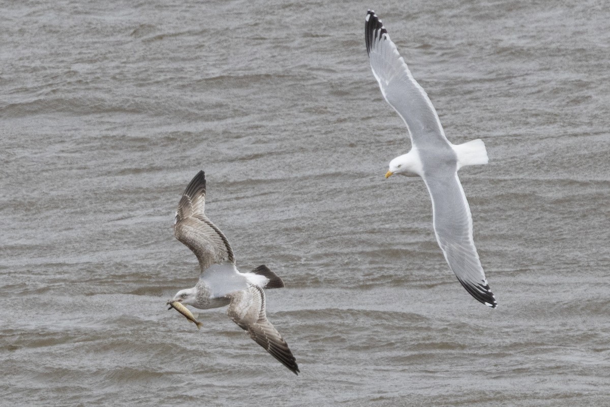 American Herring Gull - ML652662021