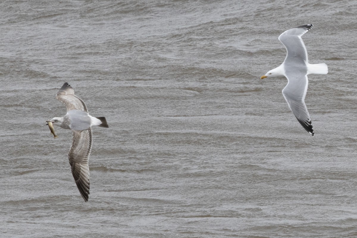 American Herring Gull - ML652662022