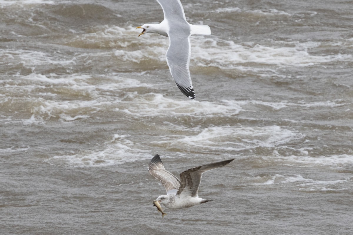 American Herring Gull - ML652662023