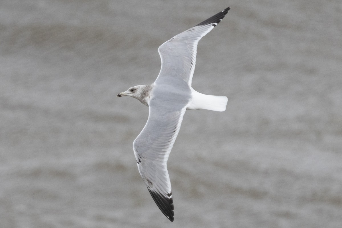 American Herring Gull - ML652662024