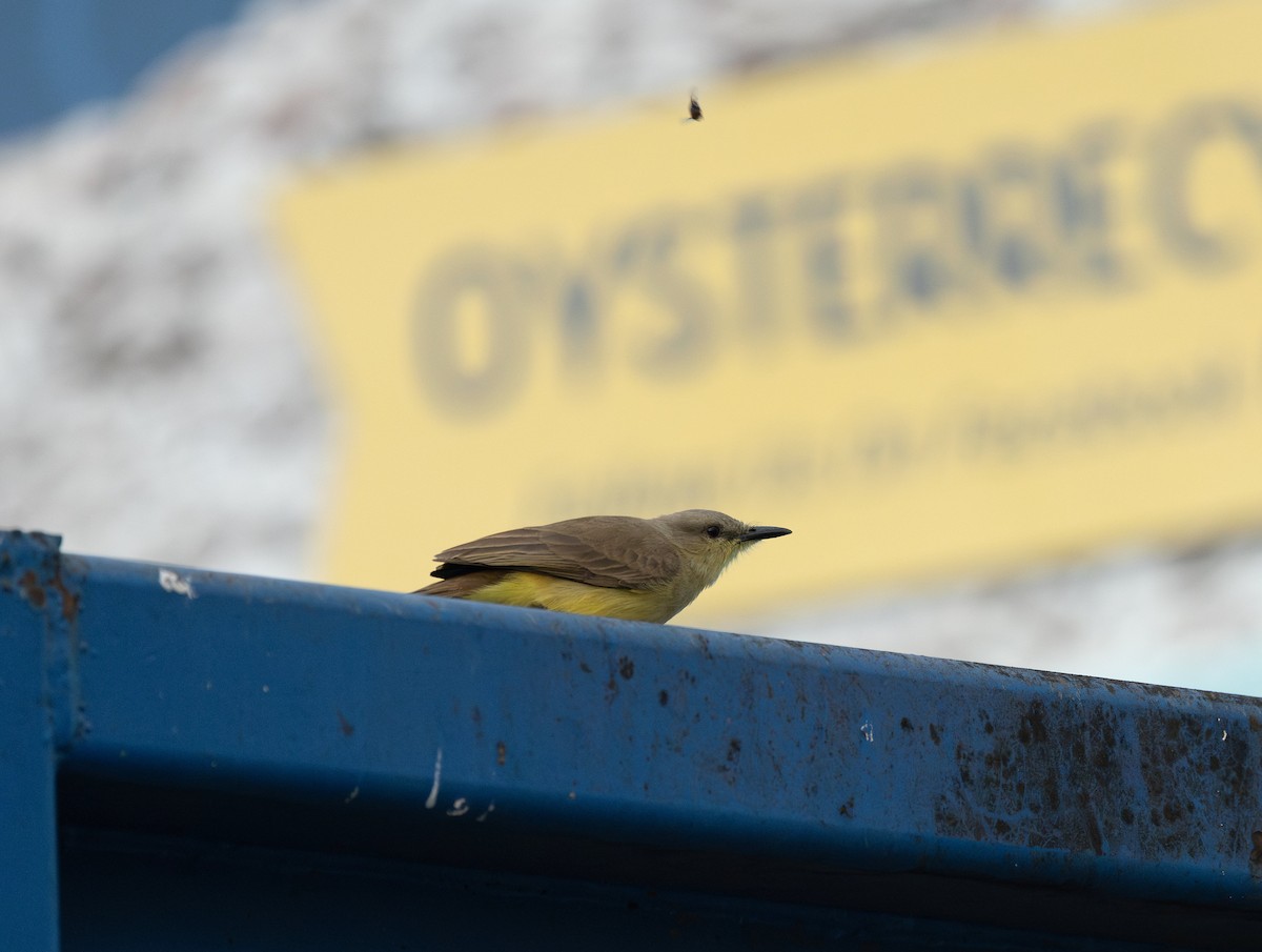 Cattle Tyrant - ML652662026