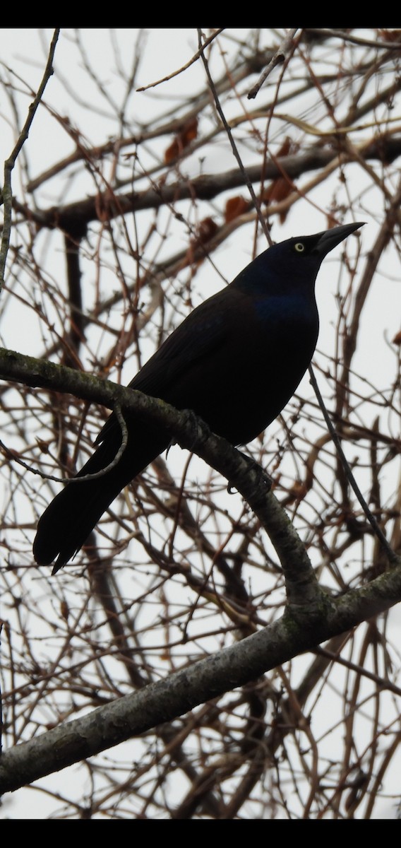 Common Grackle - ML652662027