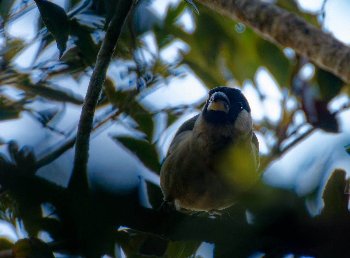 White-cheeked Bullfinch - ML652662029