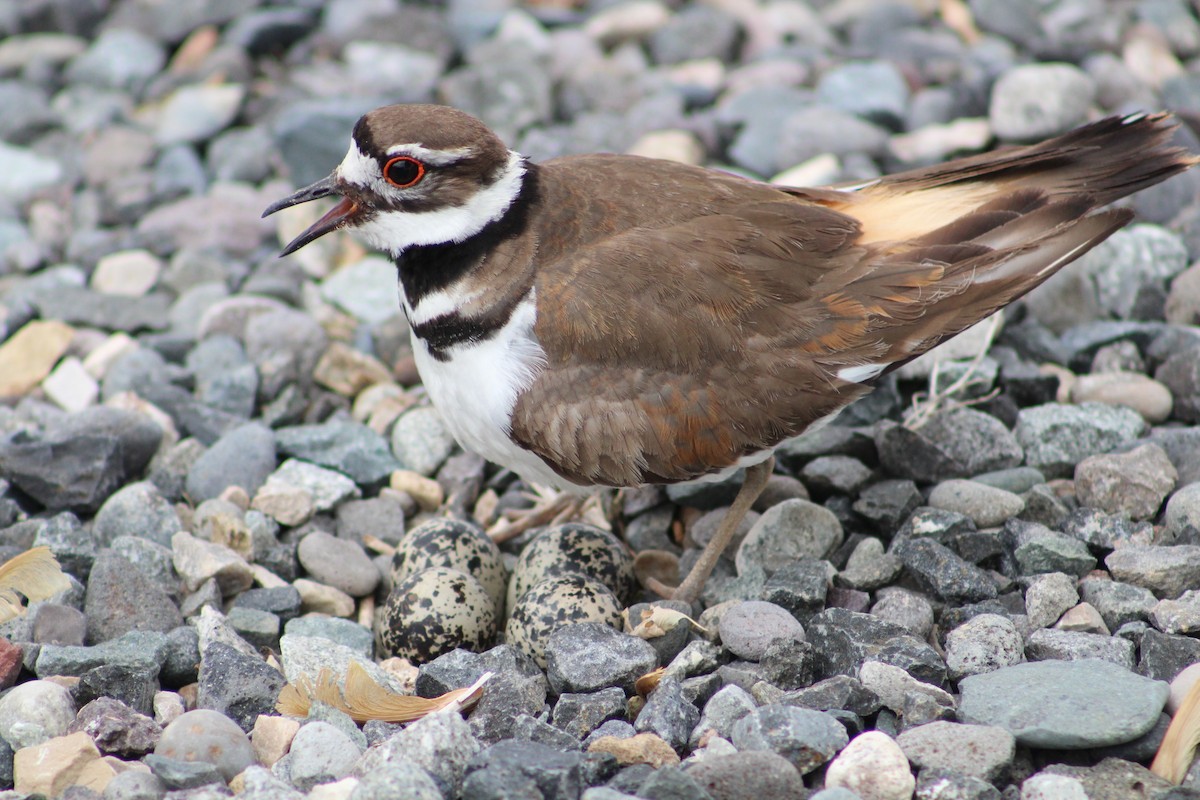 Killdeer - ML652662030