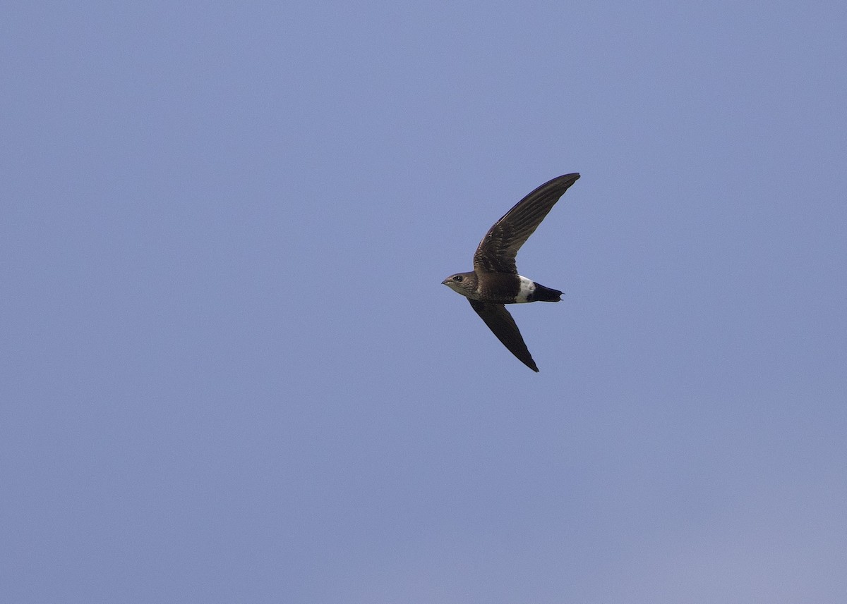 Baobab İğnekuyruğu - ML652662032