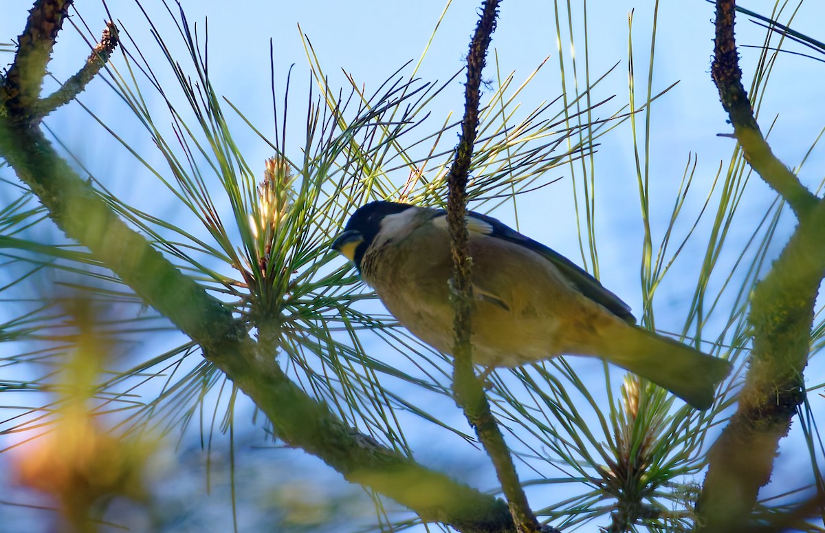 White-cheeked Bullfinch - ML652662044