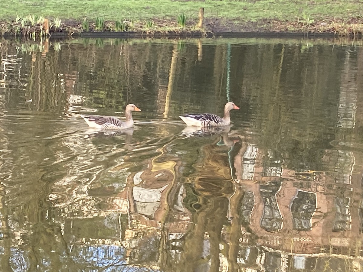 Graylag Goose - ML652662102