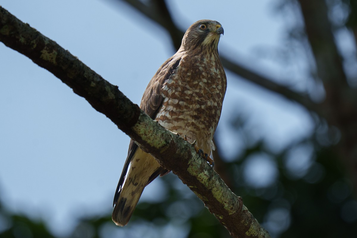 Broad-winged Hawk - ML652662118