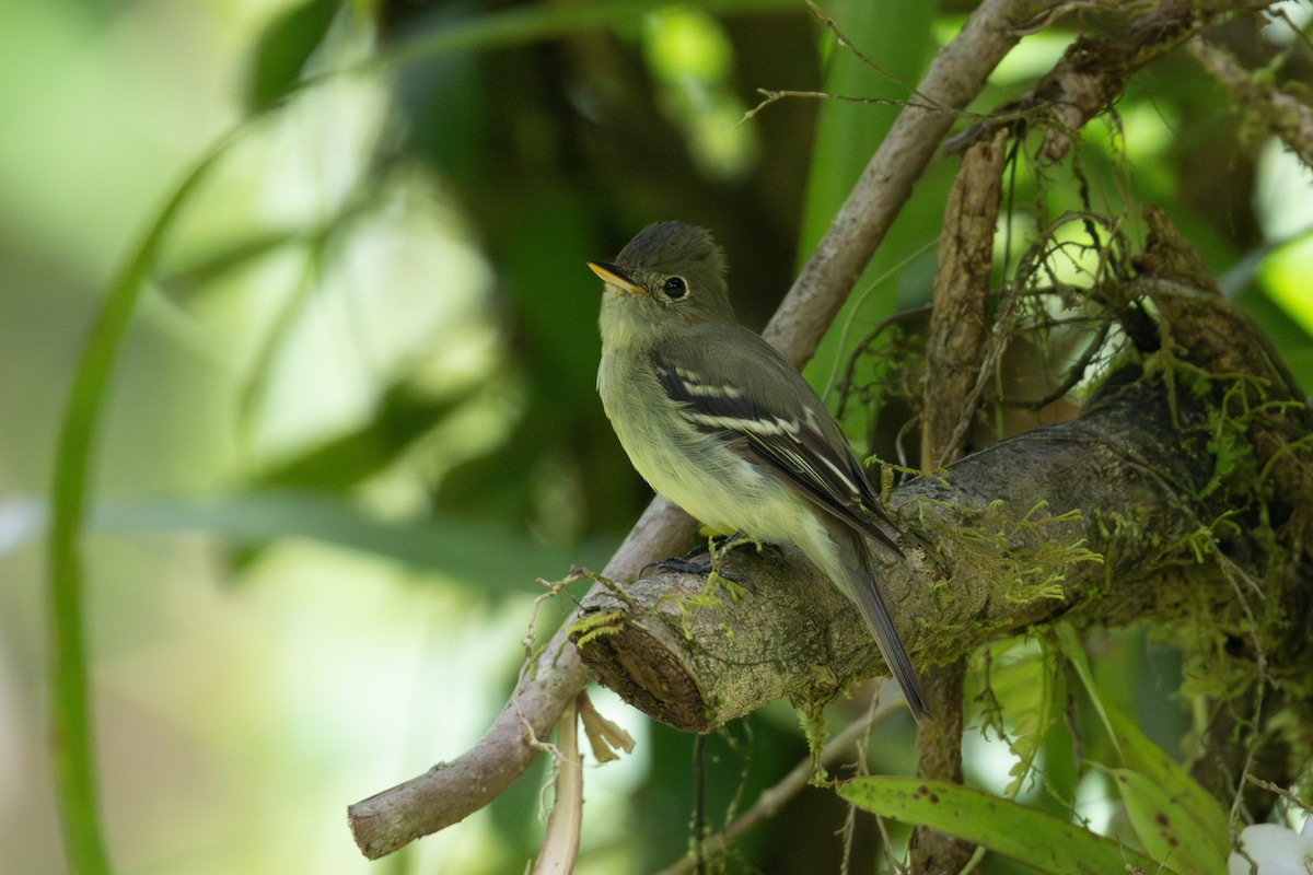 Піві-малюк жовточеревий - ML652662119
