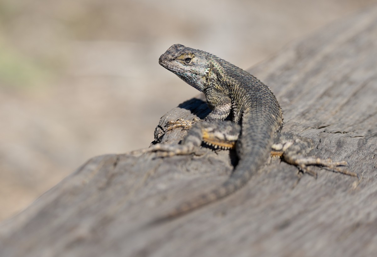 Западная заборная игуана - ML652662184