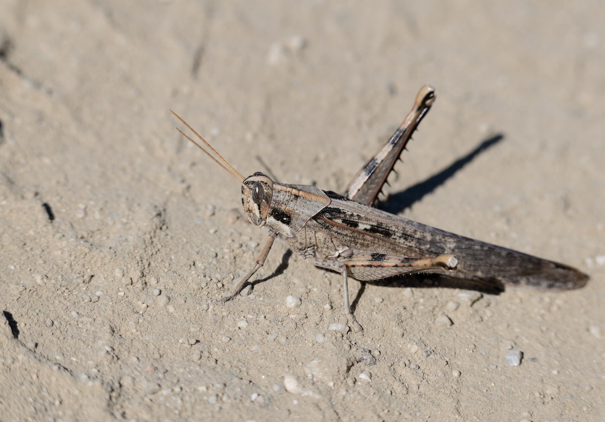 Gray Bird Grasshopper - ML652662185