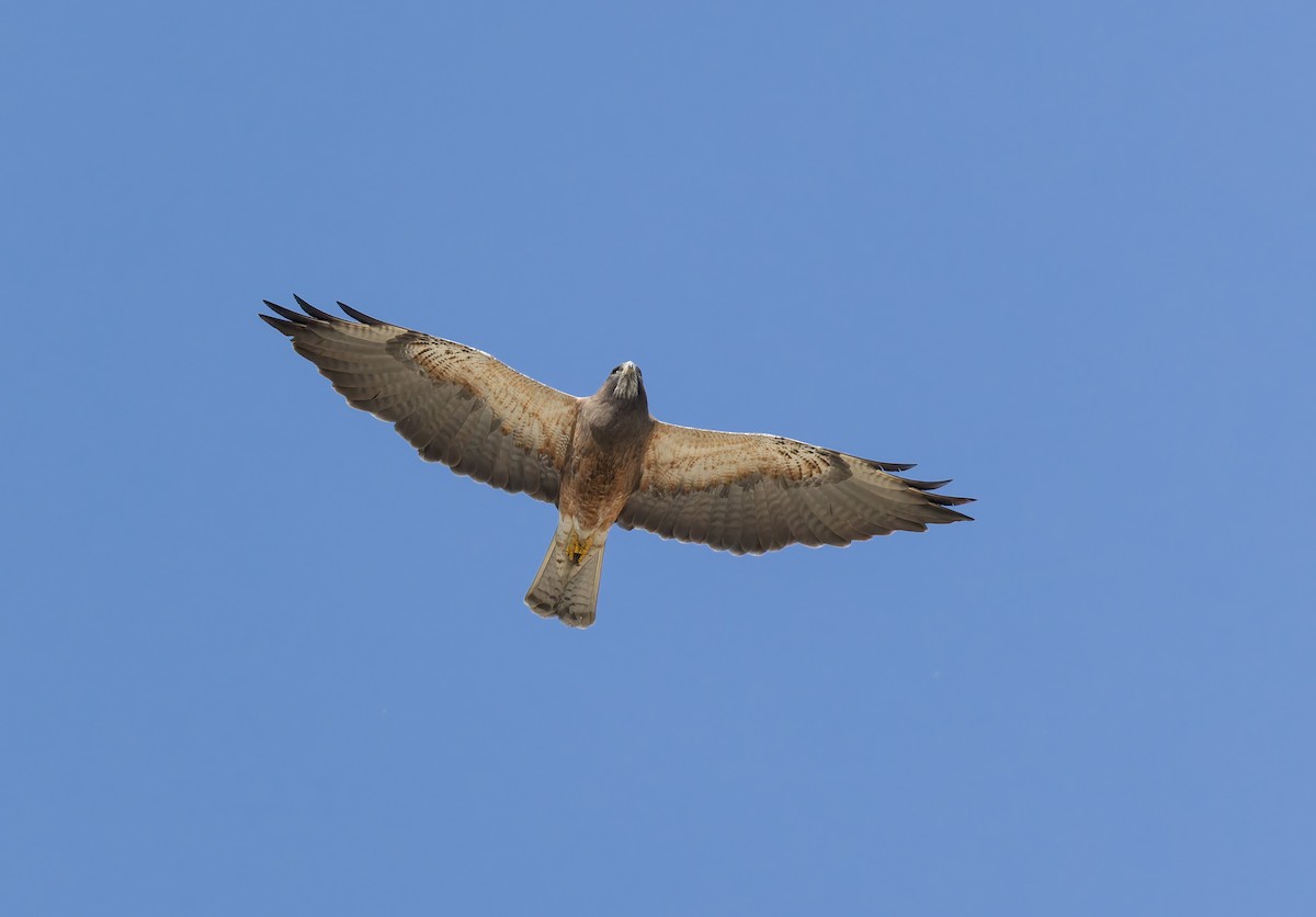 Свенсонов канюк - ML652662190