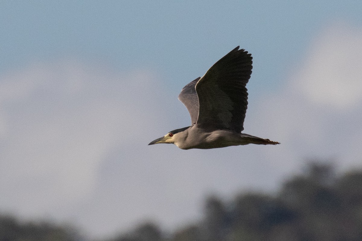 Ногоовор зашин - ML652662300