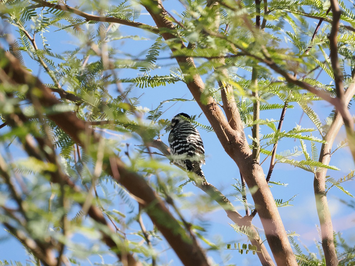 Ladder-backed Woodpecker - ML652662505