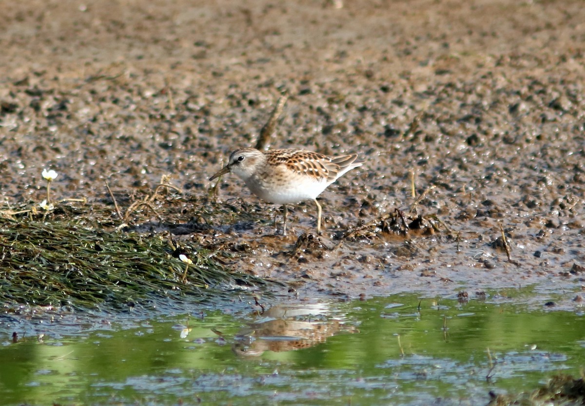 Least Sandpiper - ML65266251