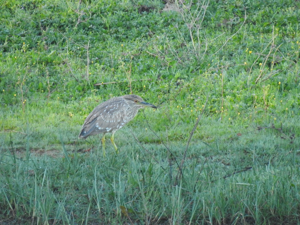 Ногоовор зашин - ML652662554
