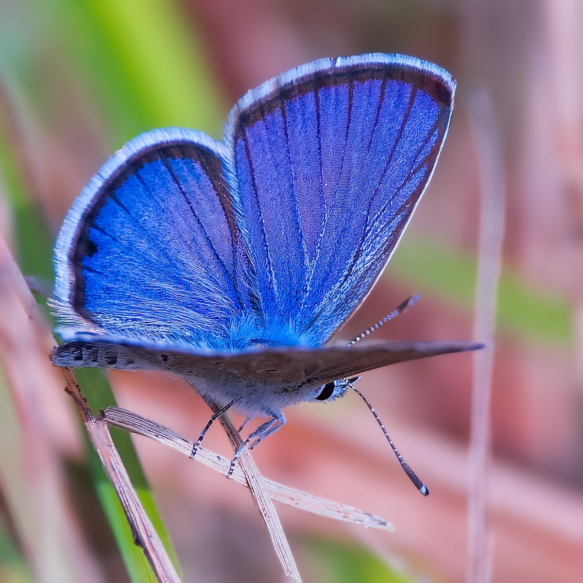 Ceraunus Blue - ML652662622