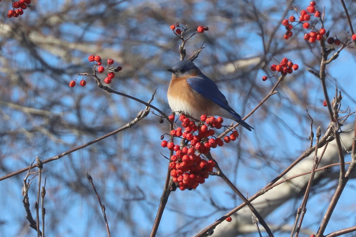 Eastern Bluebird - ML652662826