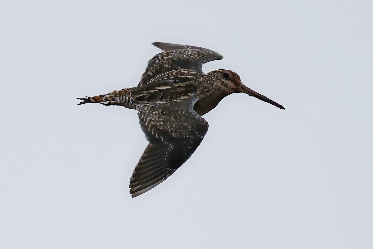 パラグアイタシギ - ML652662934