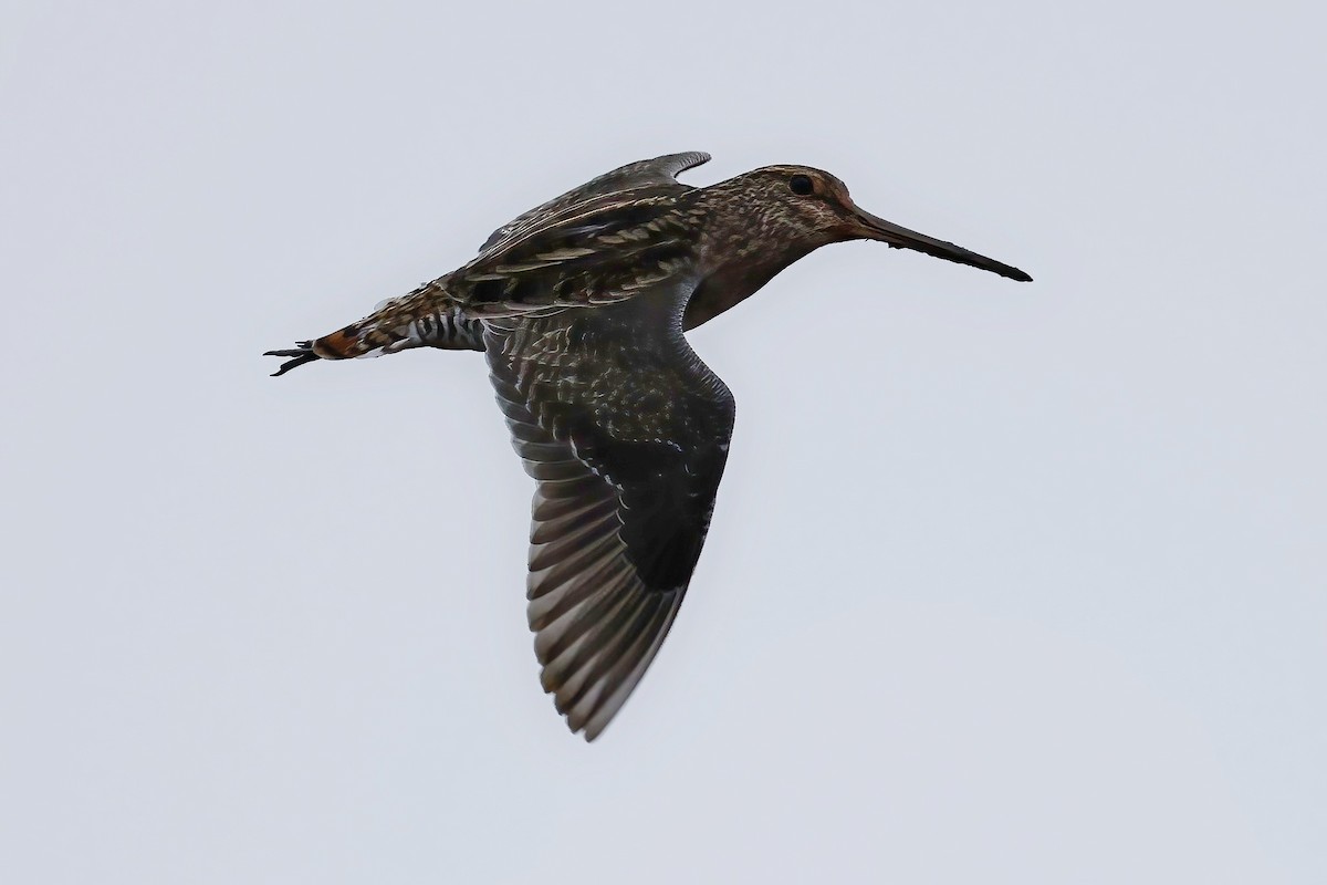 パラグアイタシギ - ML652662935