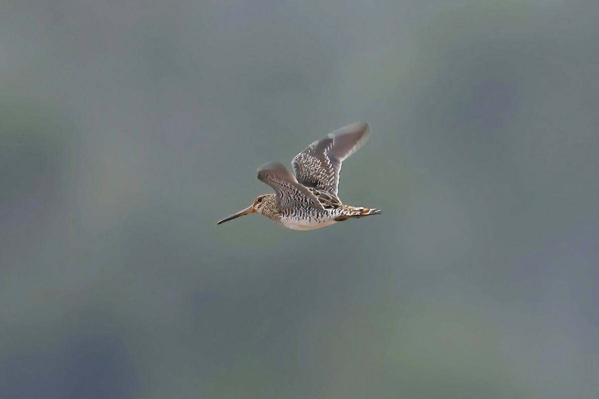 パラグアイタシギ - ML652662936