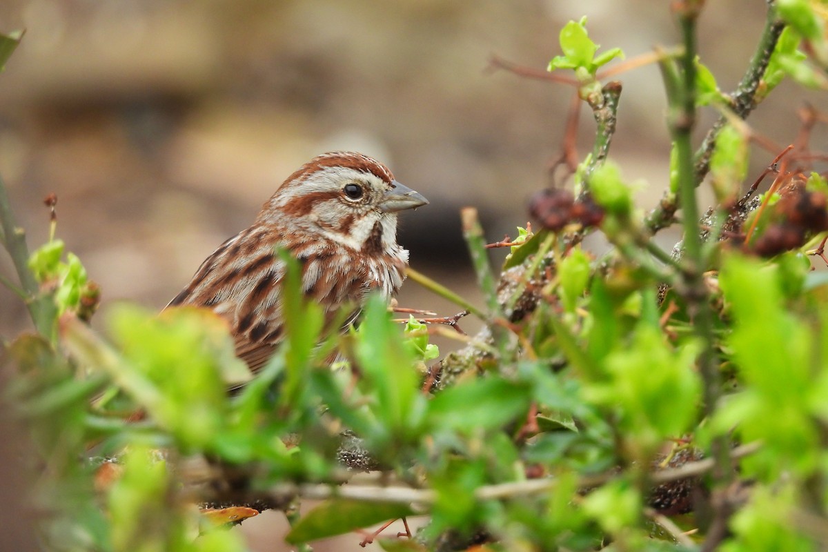 ウタスズメ - ML652663066