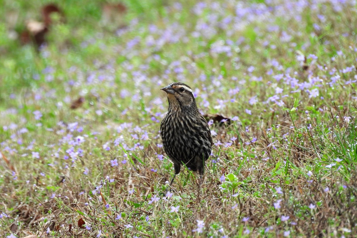 ハゴロモガラス - ML652663090