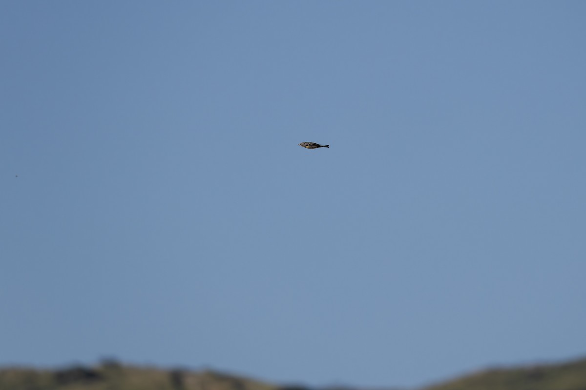 Миртовый певун (auduboni) - ML652663125