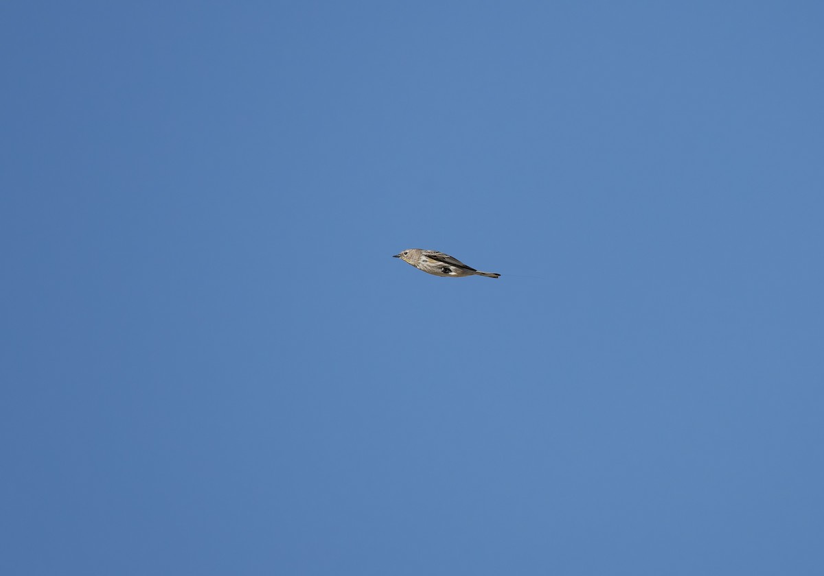 Миртовый певун (auduboni) - ML652663126