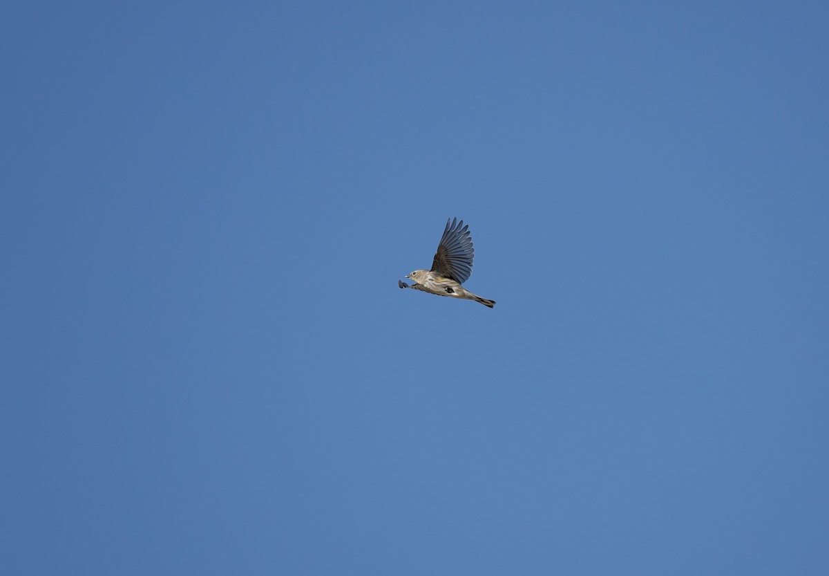 Миртовый певун (auduboni) - ML652663127