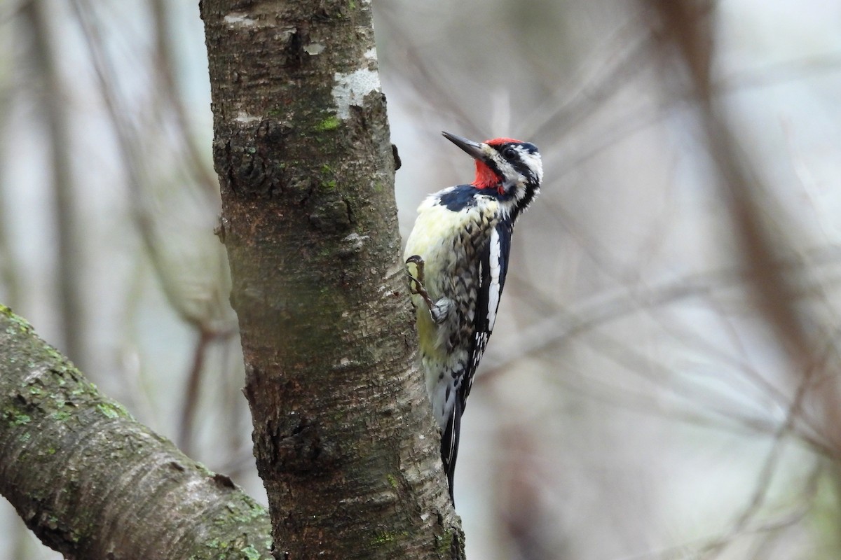 シルスイキツツキ - ML652663128