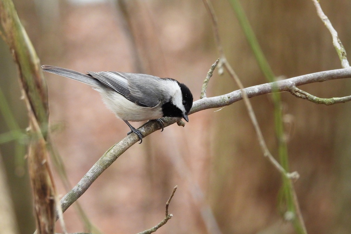 カロライナコガラ - ML652663173